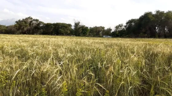 Поле с пшеничными колосьями и деревьями на заднем плане