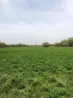 Жасыл шөпті алаң, артқы фондағы кішкене ағаштар