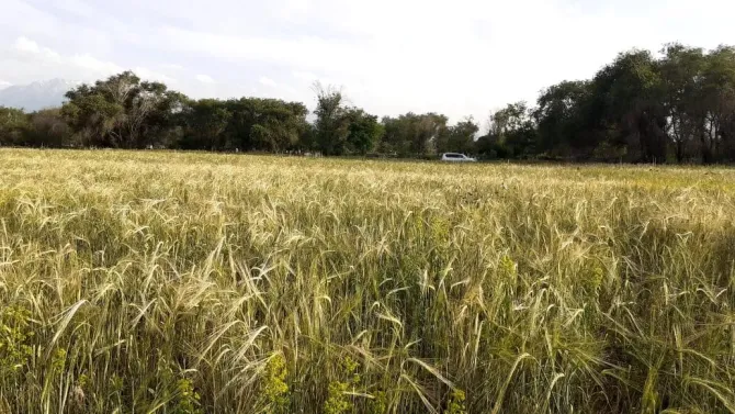 Поле с пшеничными колосьями и деревьями на заднем плане