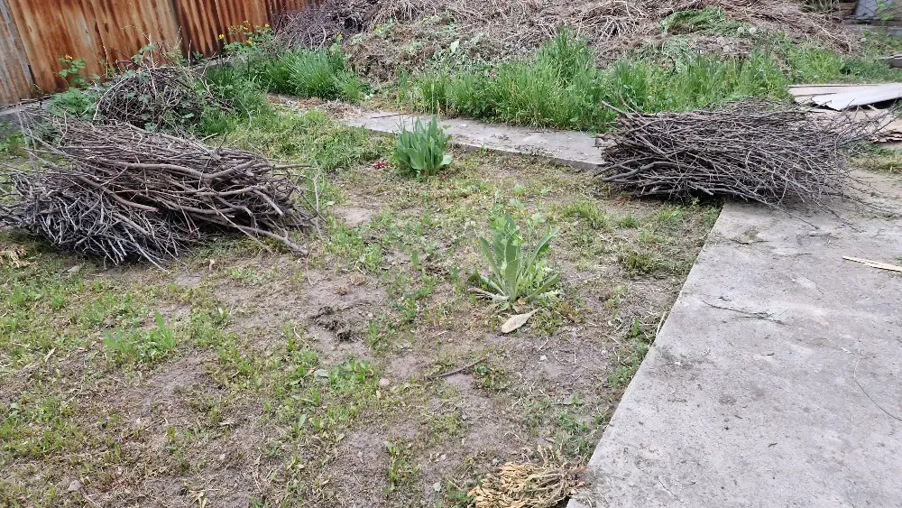 Участок с высохшими ветками и растительностью