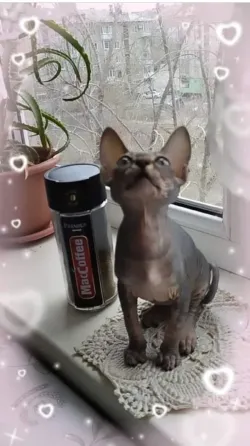 Кот сфинкс, сидящий на подоконнике рядом с банкой кофейных зерен