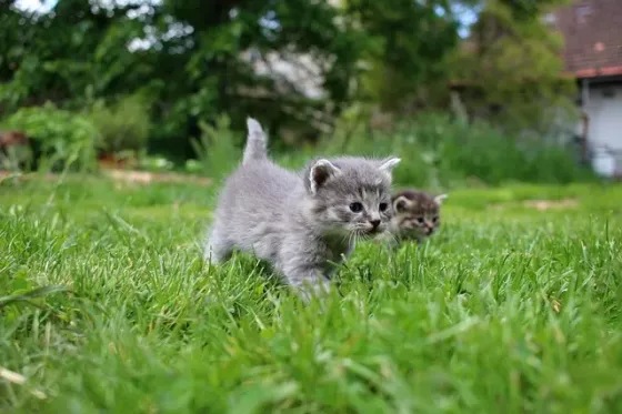 котята бесплатно простые Шымкент