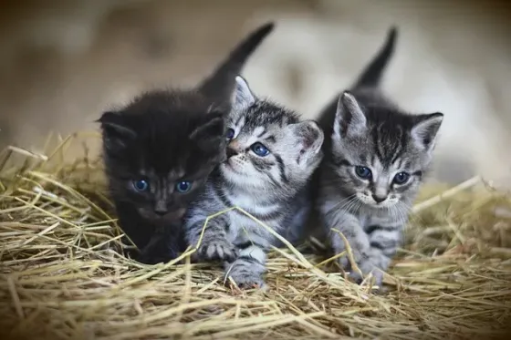 котята бесплатно простые Шымкент