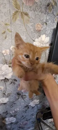 котенок с оранжевой шерстью на фоне цветочной обоев