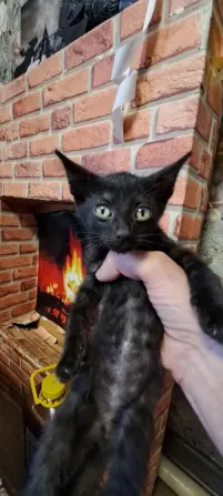 черный котенок на фоне кирпичной стены с камином
