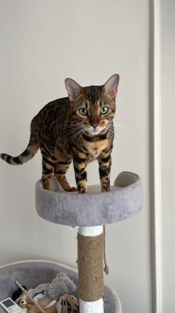 Кот-бенгальский на игровой площадке с яркими зелеными глазами