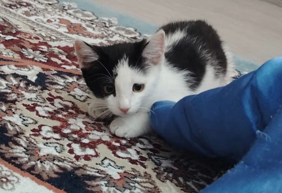 Котенок на полу рядом с ногой человека на ковре