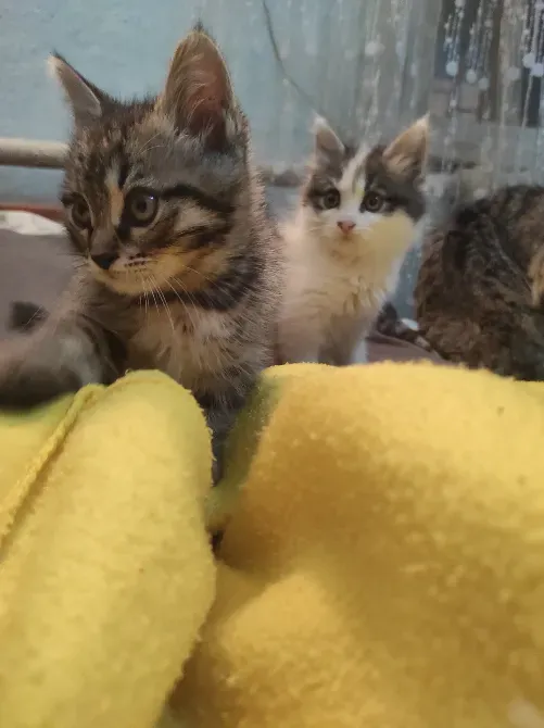 Мысықтар сары пледтің үстінде, бірі сызықты, ал екіншісі ақ毛ымен