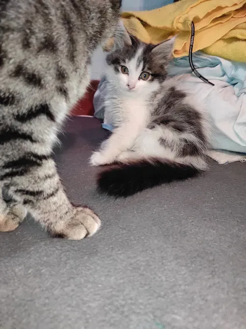 Екі мысық бала, біреуі камераға қарап тұрса, екіншісі алдыңғы жақта