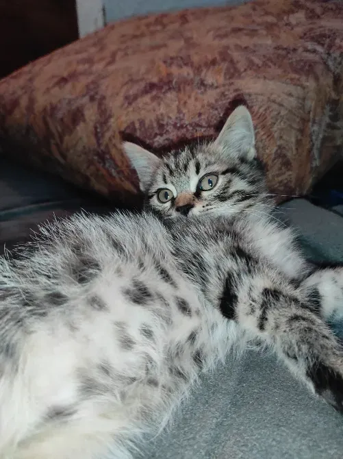 Мысық бала серая жамылғының үстінде жастықпен жатыр