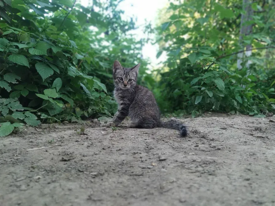 Сызықты мысық бала жасылдың арасында жер жолының үстінде отыр