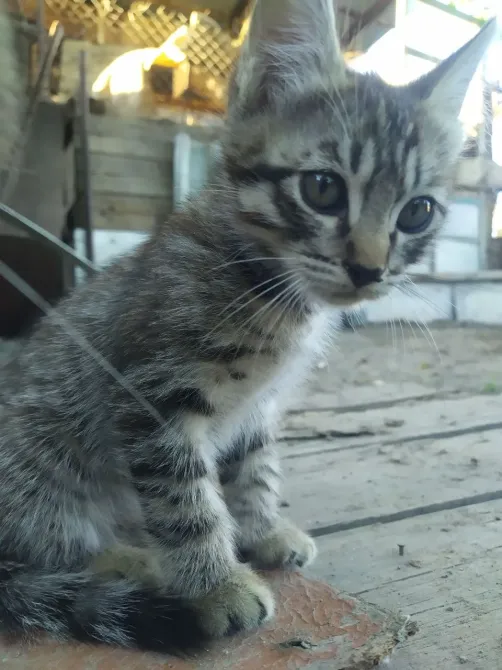 Кішкентай сызықты мысық бала ағаш еденде жертөледе отыр