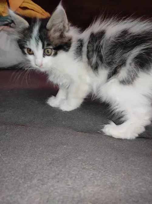 Ұзын жүнді мысық бала сұр жамылғының үстінде тұр