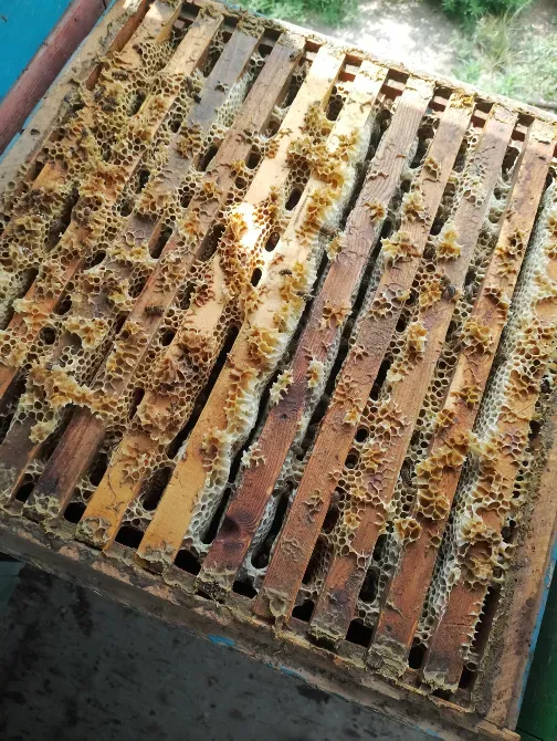 Пасекадағы балмен рама