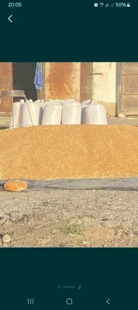 Куча зерна на фоне мешков с зерном в сельской местности