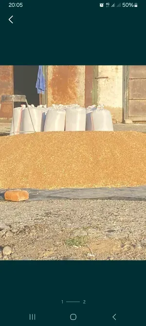 Куча зерна на фоне мешков с зерном в сельской местности