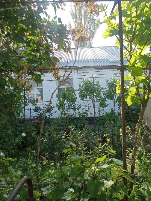 Садовая зона с растениями и цветами, вид на дом