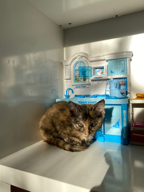 Котенок с черепаховым окрасом спит на полке рядом с игрушечным кухонным набором