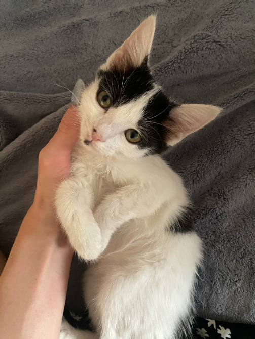 Черно-белый котенок на руках человека, глядя в камеру