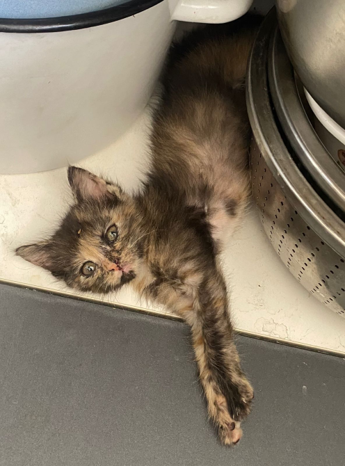 Котенок с черепаховым окрасом лежит между посудой