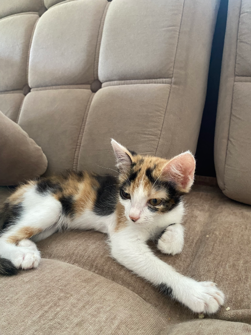 Котенок с триколорным окрасом лежит на диване