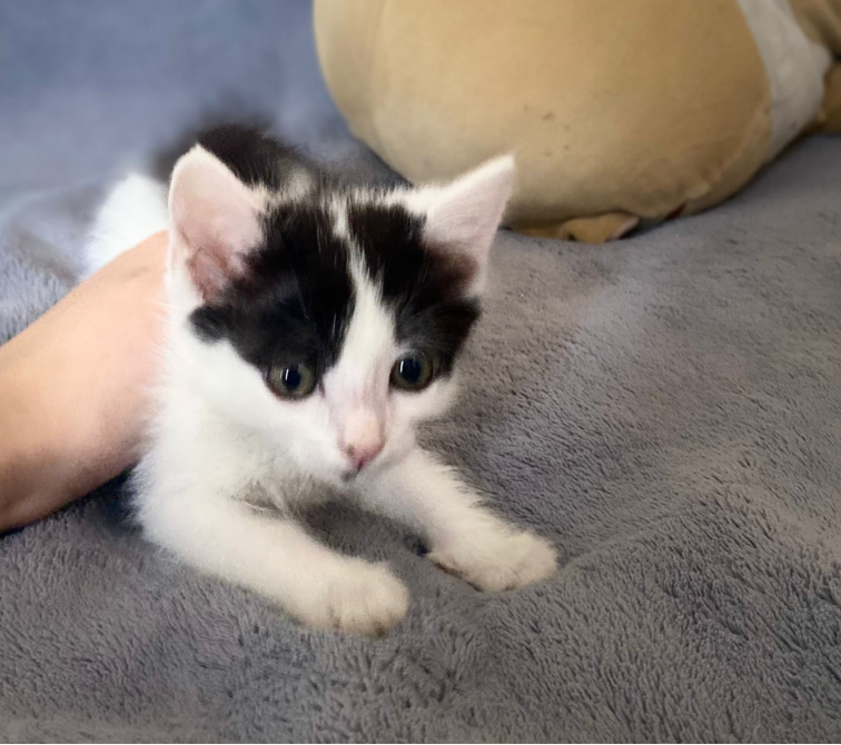 Черно-белый котенок пытается бегать по мягкой поверхности