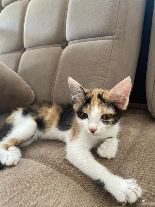 Котенок с триколорным окрасом принимает удобную позу на диване