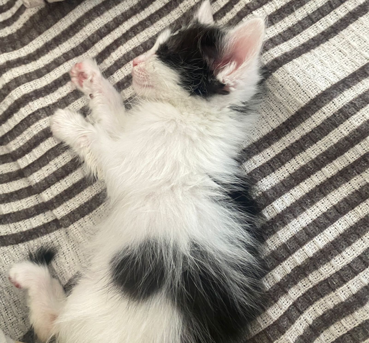 Спящий черно-белый котенок на полосатой ткани