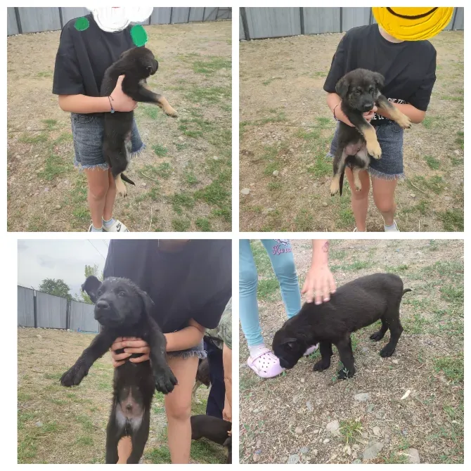 Көшеде ойнап жүрген адамның қолында неміс овчаркасы күшіктері