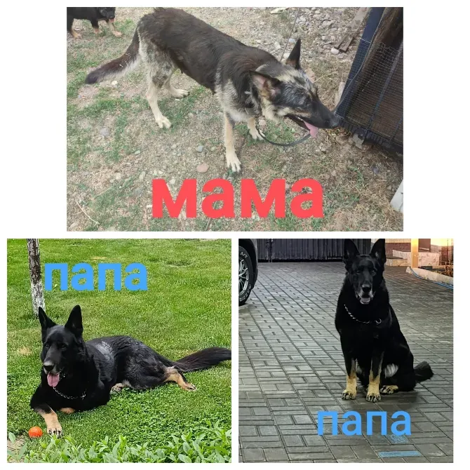 Немецкая овчарка, анасы мен атасы, күшіктермен бірге
