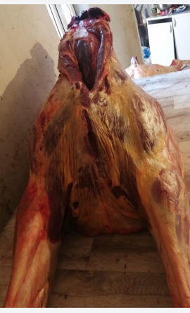 Тушка свиньи на картоне, вид сзади