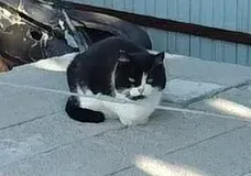 Черно-белая кошка сидит на крыше