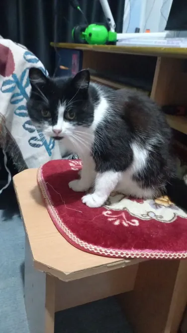 Черно-белая кошка сидит на столе на красной подстилке