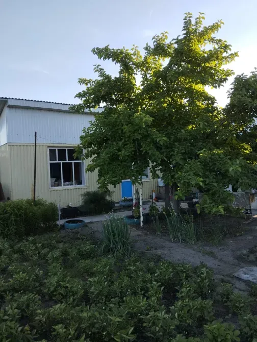 Ағаш пен үй бар учаске