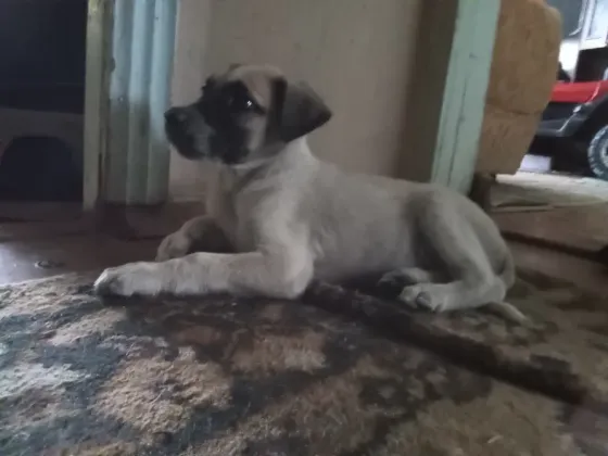 Щенок лежит на ковре в комнате, позируя на фоне обуви и игрушек