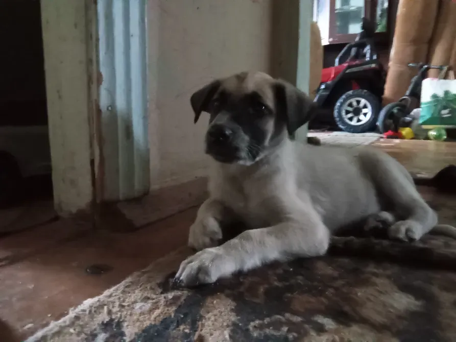 Щенок смотрит в камеру, лежа на ковре в комнате с мягким освещением