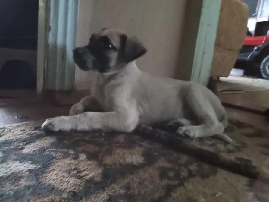 Щенок на ковре в интерьере с игрушками и цветами