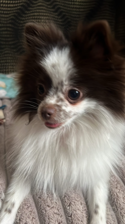 Собака породы померанский шпиц, лежащая на полу рядом с диваном