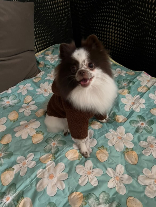 Собака породы померанский шпиц в коричневом худи, сидящая на покрывале