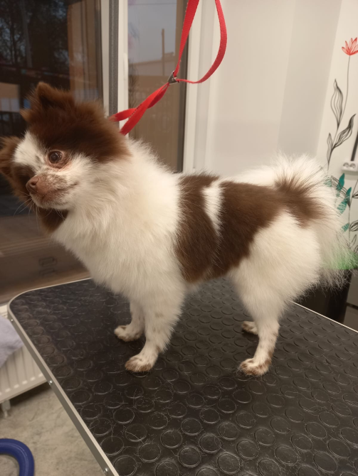 Собака породы померанский шпиц на столе для груминга