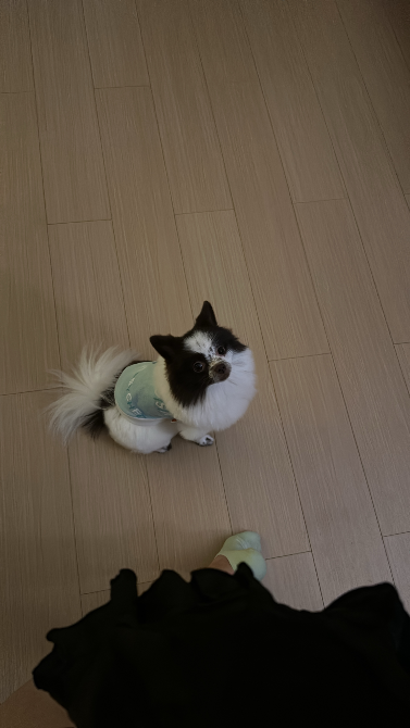 Собака породы померанский шпиц, сидящая на полу и смотрящая вверх