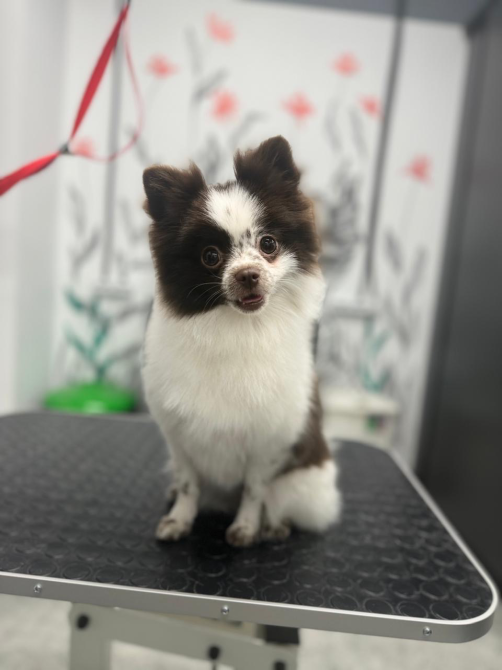Собака породы померанский шпиц, сидящая на столе для груминга