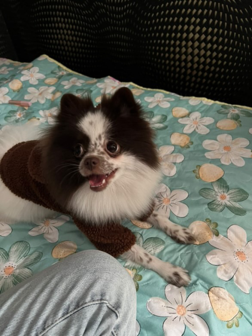 Собака породы померанский шпиц в коричневом худи на цветном покрывале