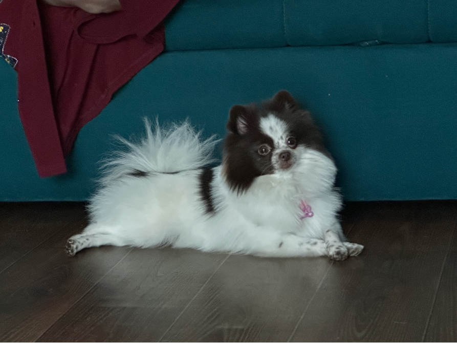 Собака породы померанский шпиц, лежащая на полу рядом с диваном