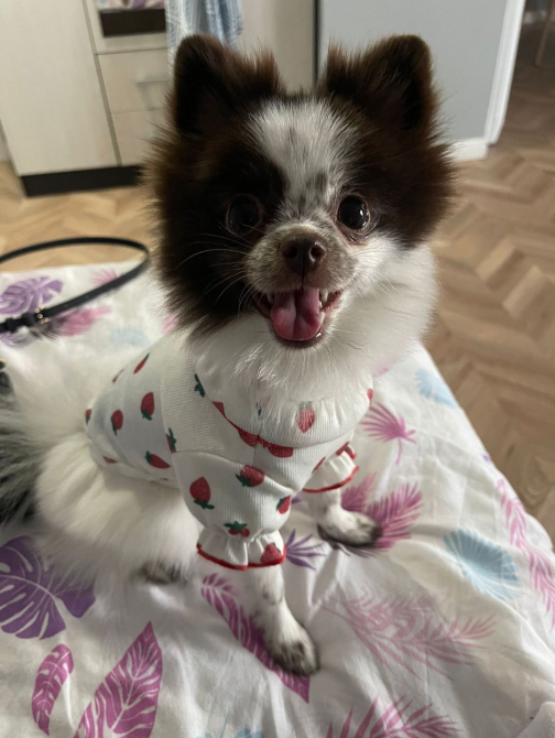 Собака породы померанский шпиц в одежде с ягодами на покрывале