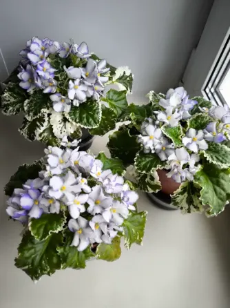 Цветы фиалки с белыми и фиолетовыми лепестками на зелёных листах в горшке