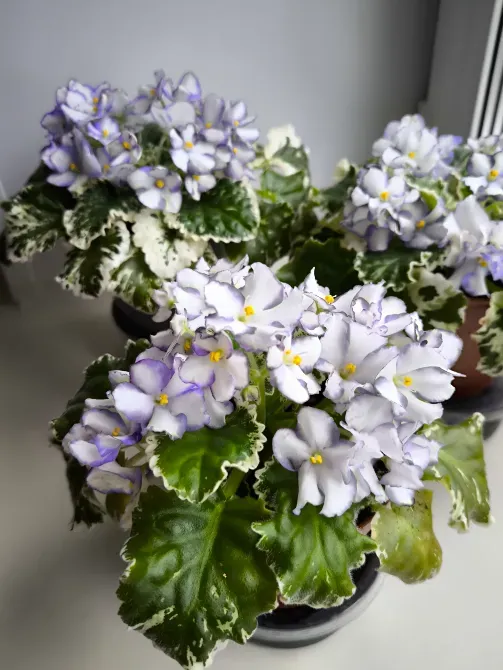 Стол үстінде кастрюльдерде ақ және күлгін гүлдері бар фиалка тобы