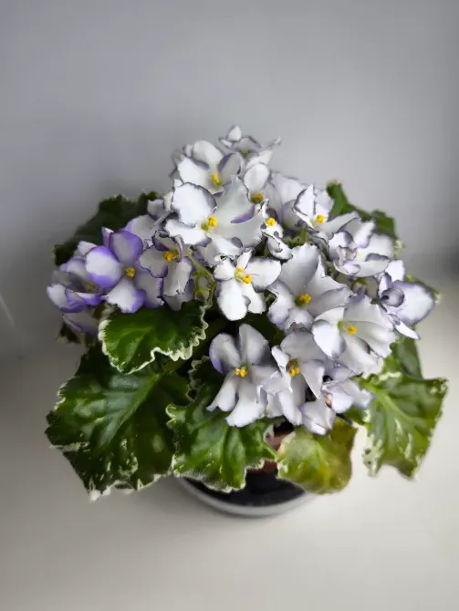 Ақ және күлгін жапырақтары бар фиалкалар жасыл жапырақтарымен кастрюльде