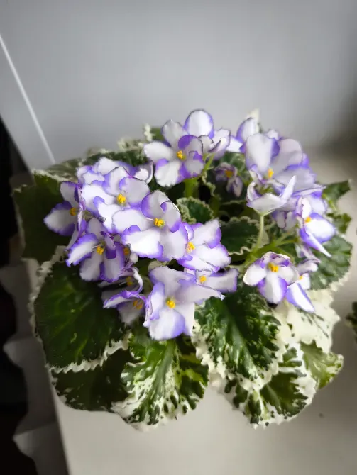 Ақ шекарамен жапырақтары бар, кастрюльде ақ және күлгін гүлдері бар фиалка