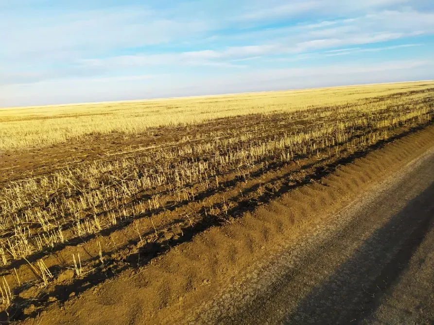 Обработанное поле после сбора урожая